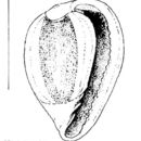 Sivun Granulina minae Espinosa & Ortea 2000 kuva