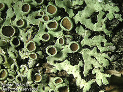 Image of shield lichen