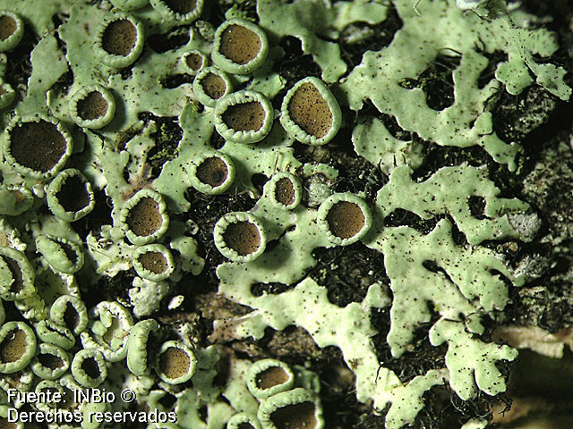 Image of shield lichen