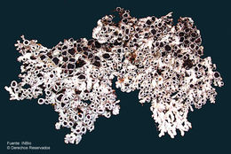 Image of shield lichen