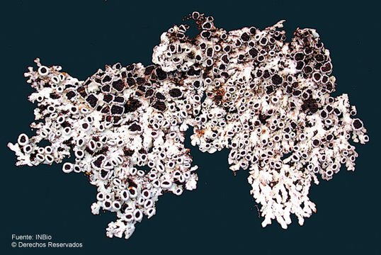 Image of shield lichen