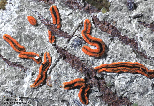 Image of Graphis chrysocarpa (Raddi) Spreng.