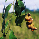 Sivun Heteropsis oblongifolia Kunth kuva