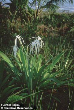 Image of beach spiderlily