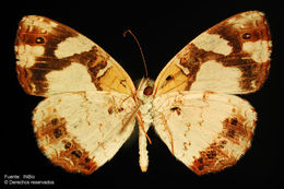 Image of Janatella leucodesma Felder 1861