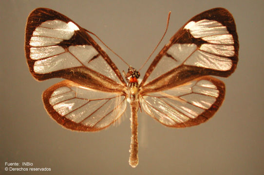 Image of <i>Ithomia diasa hippocrenis</i> Bates 1866