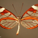 Image of <i>Ithomia diasa hippocrenis</i> Bates 1866