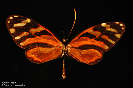 Image of Ithomia heraldica Bates 1866