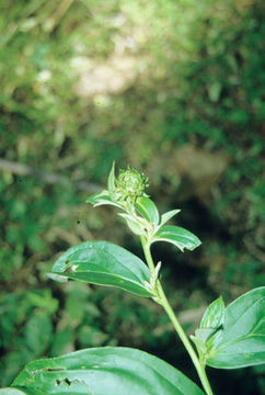 Image of Lycoseris grandis Benth. ex Oerst.