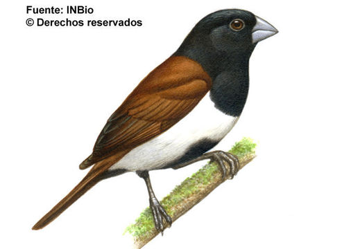 Image of Black-headed Munia