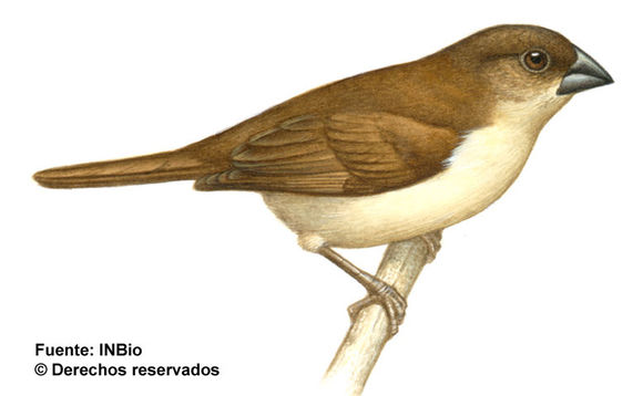 Image of Black-headed Munia