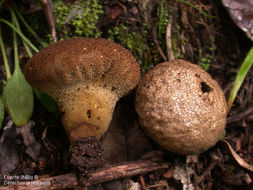 Imagem de Lycoperdon perlatum Pers. 1796