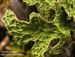 Слика од Lobaria pulmonaria (L.) Hoffm.