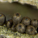 Image of Lasiosphaeriella pruinosa Huhndorf & F. A. Fernández 1999