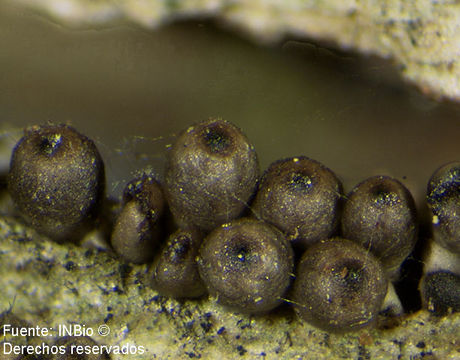 Image of Lasiosphaeriella pruinosa Huhndorf & F. A. Fernández 1999