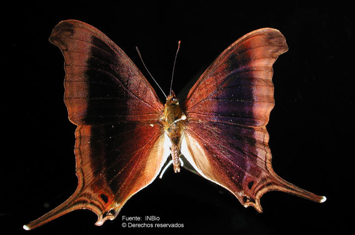 Image of Marpesia coresia Godart (1824)