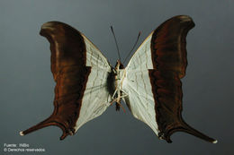 Image of Marpesia coresia Godart (1824)