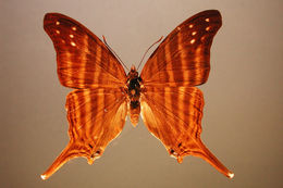 Image of Many-banded Daggerwing