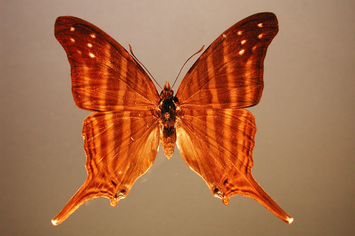 Image of Many-banded Daggerwing