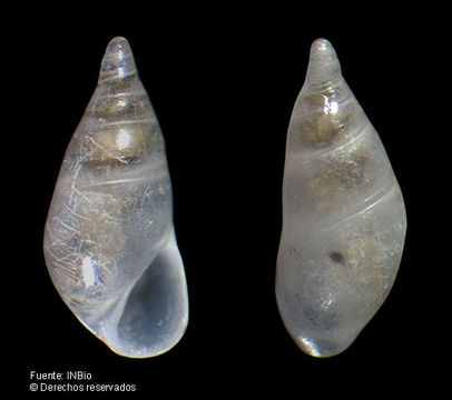 Image of Melanella zugnigae Espinosa, Ortea & Magaña 2001