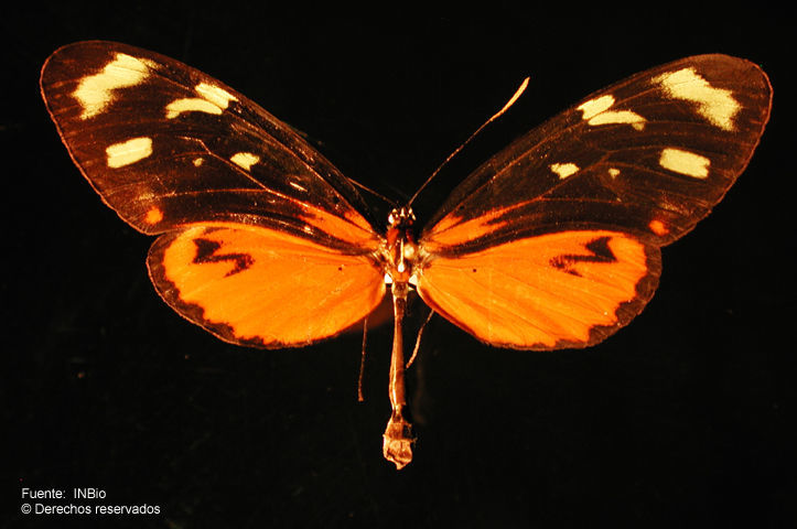 Image of Mechanitis polymnia Linnaeus 1758