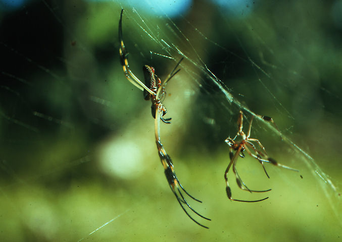 Image of <i>Nephila clavipes</i>