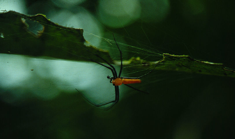 Image of <i>Nephila clavipes</i>