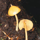 Image of <i>Nolanea murraii</i> (Berk. & Curt.) Dennis