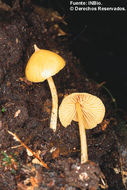 Image of <i>Nolanea murraii</i> (Berk. & Curt.) Dennis