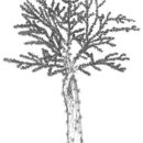 Image of Pereskia lychnidiflora DC.
