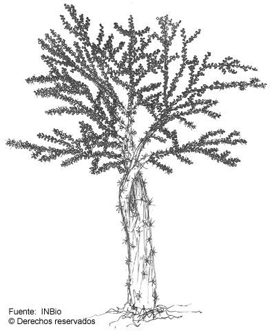 Image of Pereskia lychnidiflora DC.