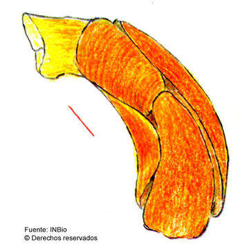 Image de Philine caballeri Ortea, Espinosa & Moro 2001