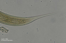 Sivun <i>Pachydorylaimus schizodontus</i> Loof, P. A. A & Zullini & A. 2000 kuva