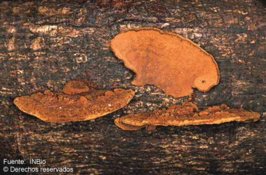 Imagem de Phellinus gilvus (Schwein.) Pat. 1900