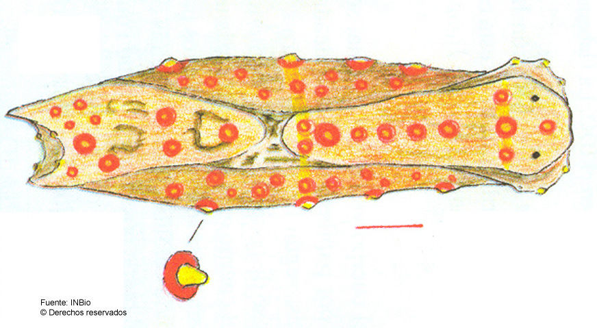 Image de <i>Philinopsis aeci</i> Ortea