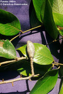 Image of Parinari parvifolia Sandw.