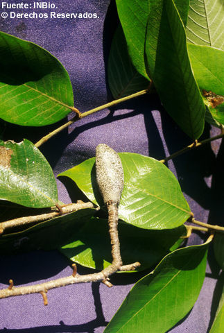 Image of Parinari parvifolia Sandw.