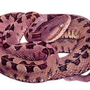 Image of Slender Hognose Viper