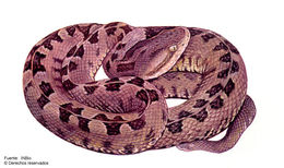 Image of Slender Hognose Viper