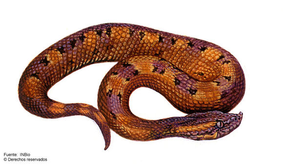 Image of Hognose Pit Vipers