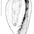 Image of Plesiocystiscus genecoani Espinosa & Ortea 2000