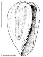 Imagem de Plesiocystiscus G. A. Coovert & H. K. Coovert 1995