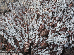 Image of bullseye lichen