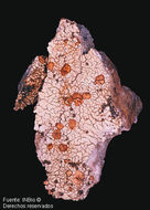 Слика од Placopsis gelida (L.) Linds.