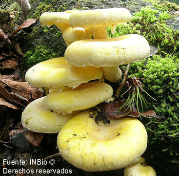 Image of Pleurotus dryinus (Pers.) P. Kumm. 1871