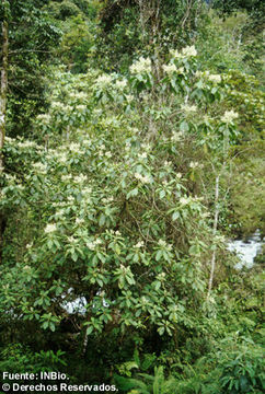 Image of Saurauia rubiformis Vatke