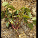 Image of Schefflera rodriguesiana Frodin