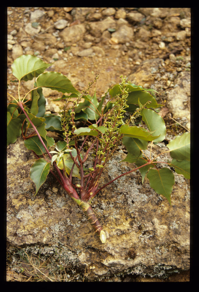 Image of Schefflera rodriguesiana Frodin