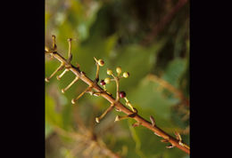 Sivun Schefflera rodriguesiana Frodin kuva