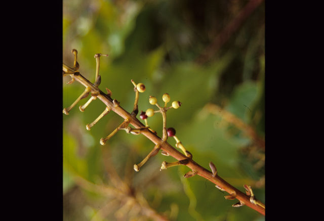 Sivun Schefflera rodriguesiana Frodin kuva